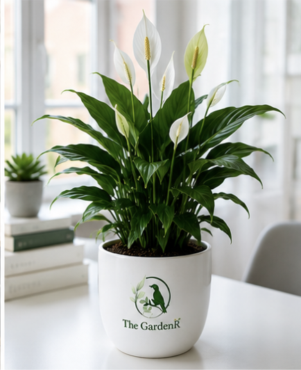 Peace Lily/Spathiphyllum Macrophyllum - Indoor Air-Purifying